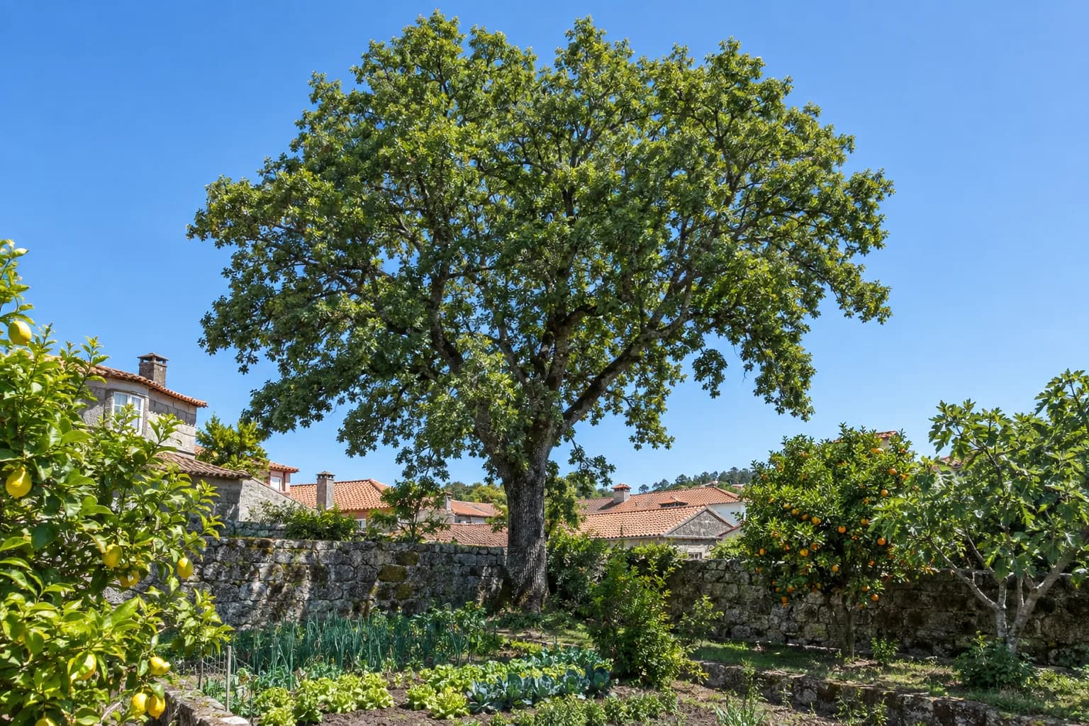 Árvore grande no quintal de uma casa portuguesa, com muro de granito, horta e laranjeira